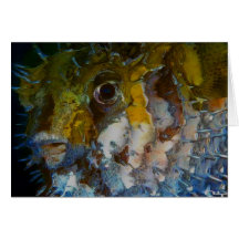 curiousity of the moonfish(card)