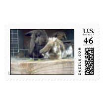 Curiousity postage