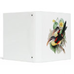 Curl-crested Aracari binders