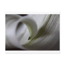 curl post cards