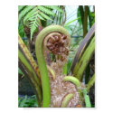 Curled Botanical Shoot posters by katiespatz Curled Botanical Shoot posters