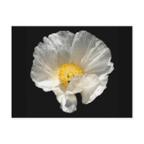Curled Flower Notes Card postcards