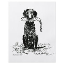 curly coated retriever flyers