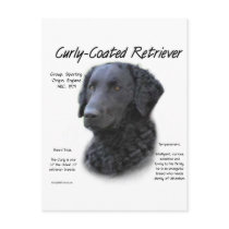 Curly-Coated Retriever History Design Postcard