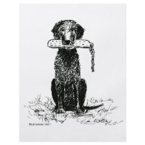 Curly Coated Retriever with Bumper flyers