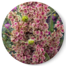 Curly Dock 1 Button