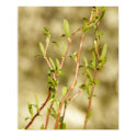Curly Willow 1 posters by littlewingdesign Curly Willow 1 posters