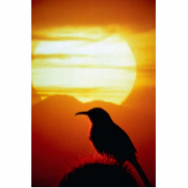 Curved bill thrasher on saguaro, Sonoran Desert, U Photo Sculptures