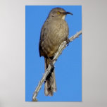 Curved-bill Thrasher Posters