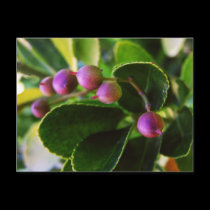 Curved Hearts Berry Postcard by webgrrl Curved Hearts Berry Postcard