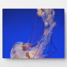 Curving Jellyfish Photo Plaques