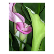 Curvy Calla Lilies Print