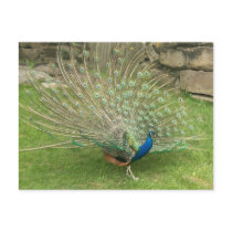 Custamizable postcards