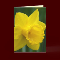 Custom Flower Card Personalized Daffodil Cards cards