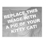 Custom Kitty Cat Postcards