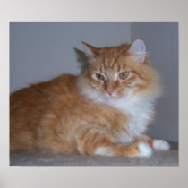 Custom Personalized Photo Posters