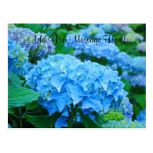 Custom Postcards Blue Hydrangea Flowers Garden