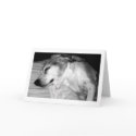 CUSTOMER FAVORITE - RETIREMENT ROCKS cards