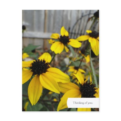 Customizable Black Eyed Susan Garden Postcard