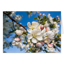 Customizable Card - Crab Apple Blossoms