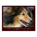 Customizable Collie Postcards