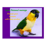 Customizable Conure postcards