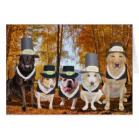 Customizable Funny Dog Pilgrims Thanksgiving Card