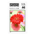 Customizable Gerber Daisies Postage stamp