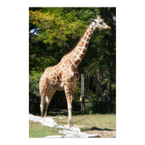 Customizable Giraffe Poster posters by Customizables Customizable Giraffe Poster posters