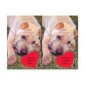 Customizable Happy Valentine's Day Chinese SharPei postcards by malibuitalian Customizable Happy Valentine's Day Chinese SharPei postcards