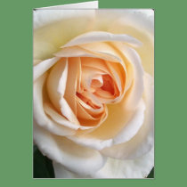 Customizable Ivory White Rose Greeting Card cards