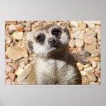 Customizable Meerkat Poster
