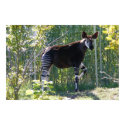 Customizable Okapi Poster posters