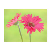 Customizable Pink Gerber Daisies on Green Post Cards