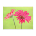 Customizable Pink Gerber Daisies on Green Post Cards
