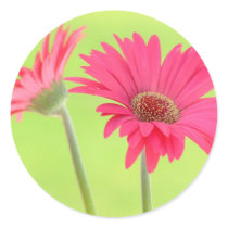 Customizable Pink Gerber Daisies on Green Round Stickers