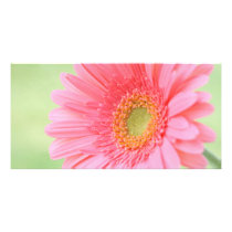 Customizable Pink Gerber Daisy Photo Cards