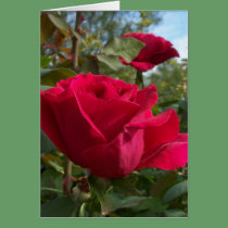 Customizable Roses Greeting Card cards