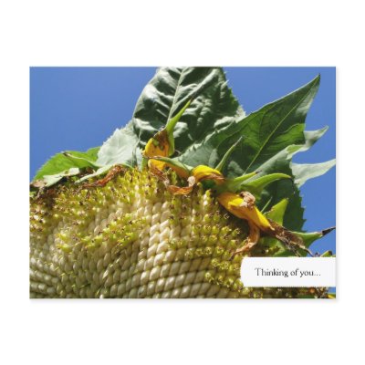Customizable Sunflower Postcard
