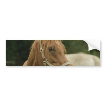 Customize Product Bumper Sticker