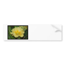 Customize Product Bumper Stickers