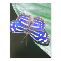 Customize Product Post Cards