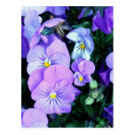 Customize Product Post Cards