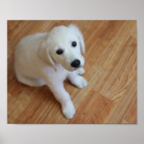 Customize your own pet poster