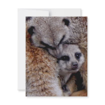 Customized Adorable Snuggling Meerkats Wildlife Custom Invitations