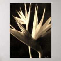 Cut Bird of Paradise Flowers 1 Antiqued Poster