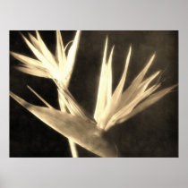 Cut Bird of Paradise Flowers 2 Antiqued Print