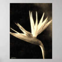 Cut Bird of Paradise Flowers 3 Antiqued Posters