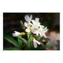 Cut-leaved Toothwart Print by SuRi_Photography Cut-leaved Toothwart Print
