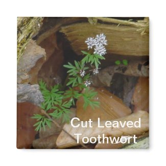 Cut Leaved Toothwort Magnet magnet